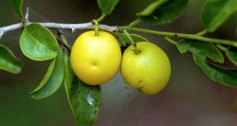 Ximenia Fruit A Powerful New Health And Beauty Treatment