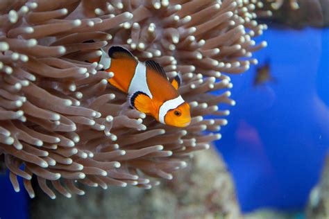 Ocean Acidification Makes Clownfish Go Deaf Poor Nemo Cant Hear