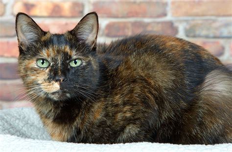 Tortoiseshell Cat Breed Facts Appearance Health And More