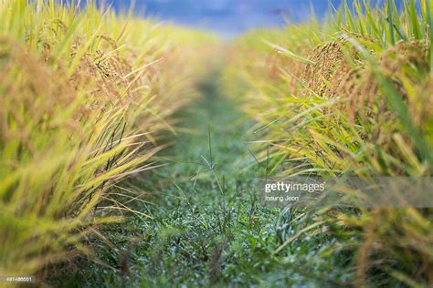 Golden Rice Fields Stock Photo Getty Images