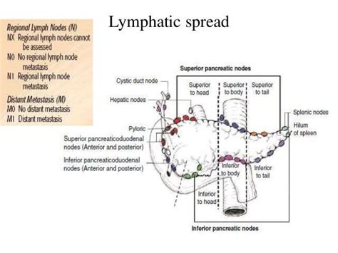 Ca Pancreas Part Diagnosis And Workup