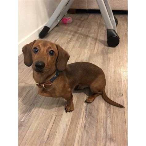 Sometimes, you may find dogs and puppies for free to a good home by an owner who may no longer be able to look after them because of personal circumstances. Sweet Male Dachshund Puppy For Sale in Spokane, Washington ...