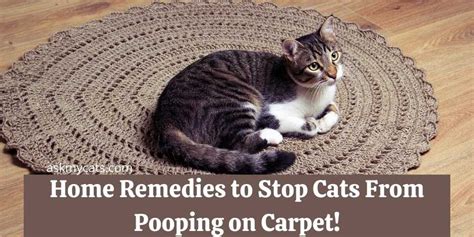 Home Remedies To Stop Cats From Pooping On Carpet 2023