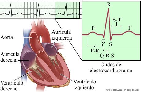 Componentes E Intervalos En Un Electrocardiograma ECG Cigna