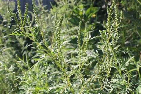 Ragweeds prefer dry, sunny grassy plains, sandy soils, and to grow along river banks, along roadsides, disturbed. Ragweed (Ambrosia artemisiifolia) Research & Weed Control ...