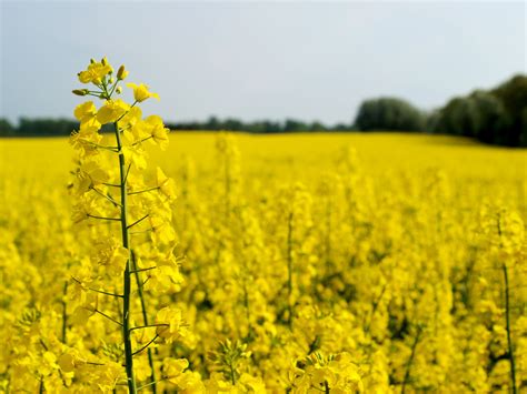 What are the benefits of canola oil? GM canola | 21st Century Tech Blog