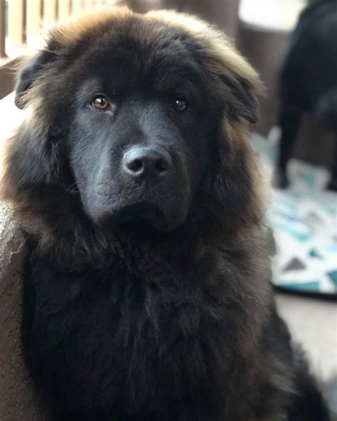 Will come with bed bowls ,food, vac record lead and harness has been raised around four children. Labrador Chow Chow Mix | 3 Reasons To Avoid | Doggypedia