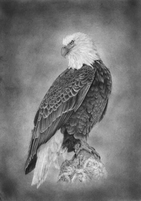 Eagle Paper Pencil Graphite A4 21x30 Cm Realism 100 Eagle Drawing