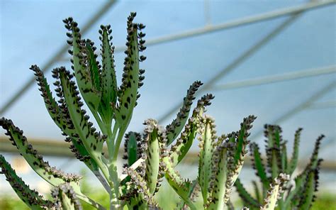 This site provides total 1 english word for brutblatt. Brutblatt (Goethe-Pflanze) (Pflanze) | B-Einzelsorten ...