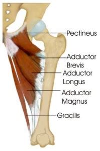Learn about their differences and the common tendons and ligaments commonly sustain injuries, which usually have similar symptoms and treatments. Adductor Muscles of the Thigh
