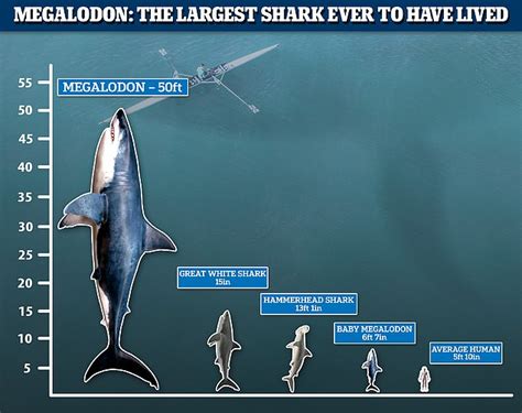 Megalodon Sharks Ate Their Unhatched Siblings While In The Womb