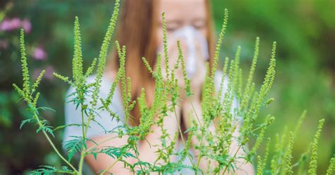 Ragweed Allergy Symptoms Treatment And Prevention