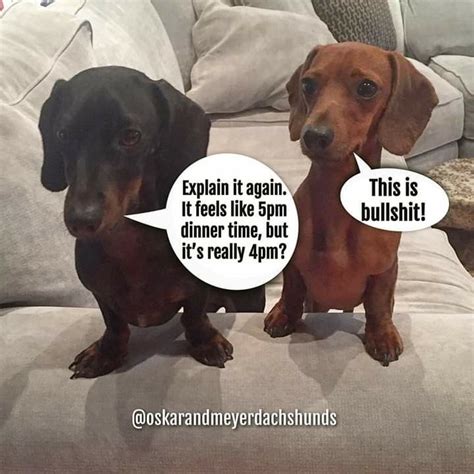 Pin By Tami Meneley On Dachshund Funny Quotes Meme Dachshund Breed