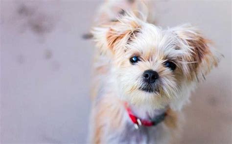 Shih Tzu Terrier Mix The Definition For Affection · Happy Shih Tzu