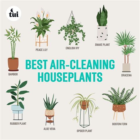 Top Air Cleaning Indoor Plants
