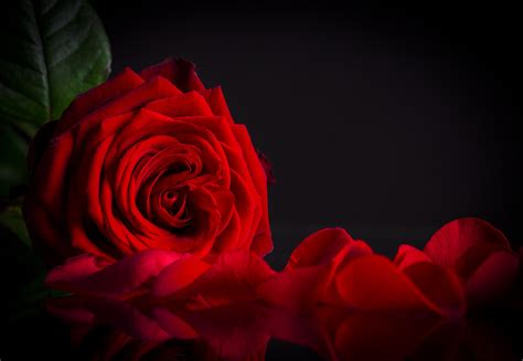 Maybe you would like to learn more about one of these? Red Rose On Black Background - WallpaperSafari