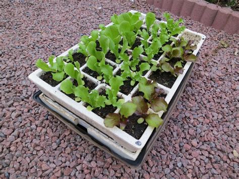 Semis En Barquette Auto Irrigante Culture Des Légumes Jardinage