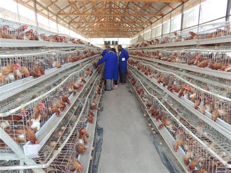Is a big poultry farm, which specializes in breeding broilers. Taiyu Brand Poultry Farm In Malaysia - Buy Poultry Farm In ...