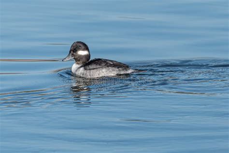 Female Bufflehead Duck Stock Image Image Of North Male 205658249