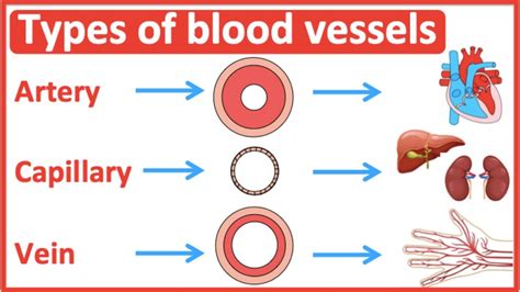 Arteries Veins And Capillaries Comparison