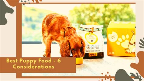 Best Puppy Food 6 Considerations To Help You Get It Right Grooming Pets