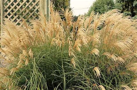 It is a cool season grass, evergreen in zone 5, hardy to zone 4, with some varieties. Top 10 Year-Round Perennials: Japanese silver grass ...