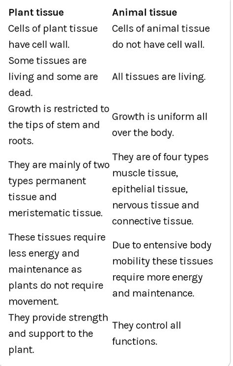 Top 183 Animal Tissue And Plant Tissue Difference