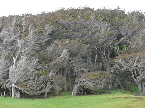 The equation point slope calculator will find an equation in either slope intercept form or point slope form when given a point and a slope. The Twisted Trees of Slope Point ~ Kuriositas
