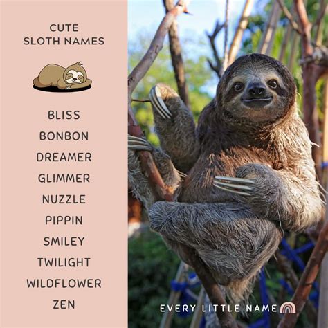 200 Best Sloth Names Cute Funny And Cool Every Little Name