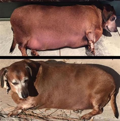 Enormously Obese Dachshund Dubbed Fat Vincent Sheds Half