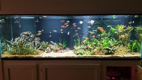 Planted 300 Gallon Aquarium Rplantedtank