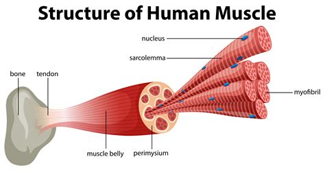 Structure Des Muscles Structure Du Muscle Strié Shotgnod