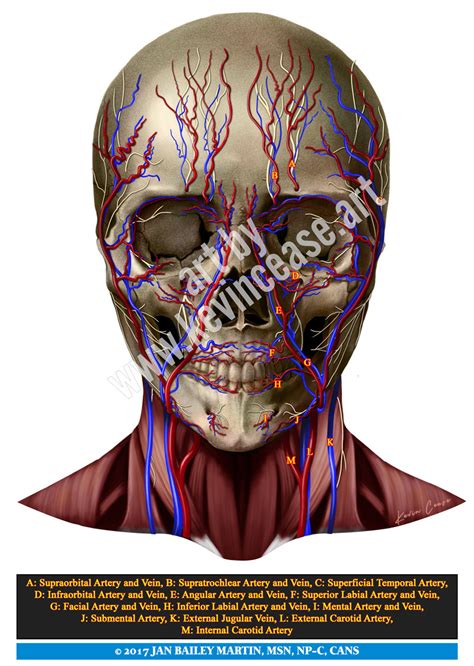 Skull With Vessels And Nerves