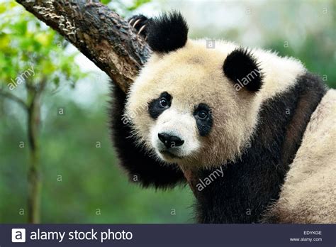 El Panda Gigante Ailuropoda Melanoleuca Colgado De Un árbol Cautiva