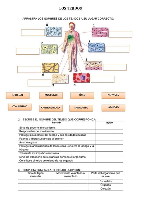 Ficha Online De Los Tejidos Para 3 Eso Puedes Hacer Los Ejercicios