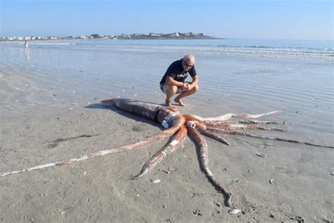 Giant Squid Washes Up On St Helena Bay Beach Sapeople Worldwide