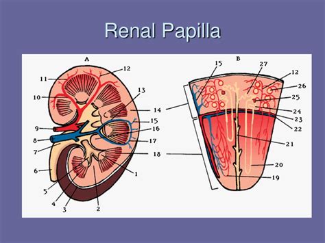 Ppt Urinary System Powerpoint Presentation Free Download Id146449