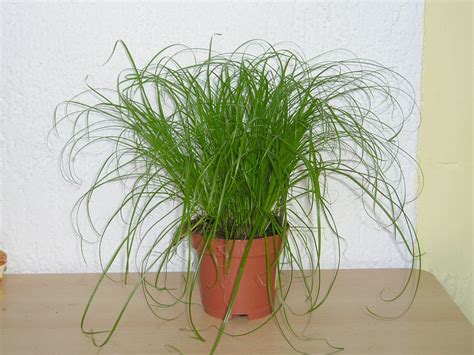 Es lässt sich aber außerdem vermehren, indem man den palmartigen. Zypergras: Cyperus zumula » Majas Pflanzenblog