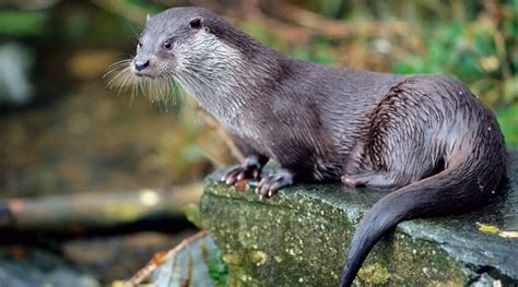 Otter Personality Type Explained. Characteristics of the Otter: Career