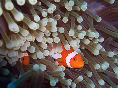 Clownfish And Sea Anemone 2 Samuel Chow Flickr
