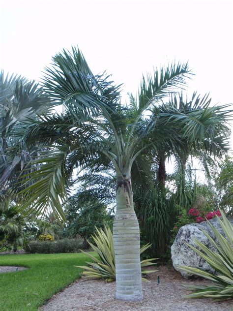 Pseudophoenix sargentii - Buccaneer Palm - D'Asign Source Botanicals