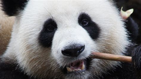 Giant Panda Close Up Eating Youtube
