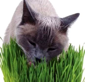 Seperti yang kita ketahui kebanyakan kucing dan anjing selalu memakan apa saja yang ada di sekitarnya terutama kucing dan anjing liar. Rumput Hijau Baik untuk Pencernaan Kucing | Jual Kucing Persia