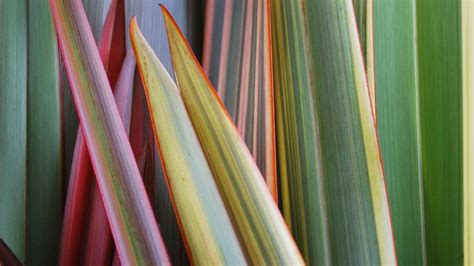 Growing Flax Plants Bunnings Australia