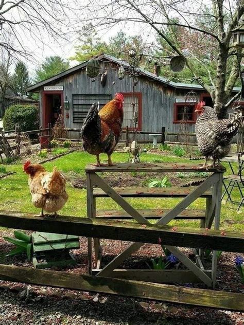Pin By Grace On Chickens And Guineas Farm Animals Chickens Backyard Farm