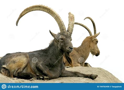 Siberian Ibex 604911 Stock Photo Image Of Asiatic Nature 194762458