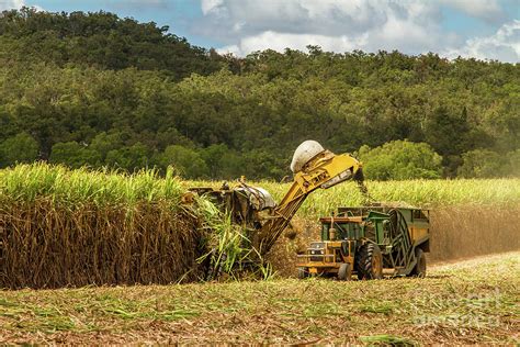 Sugar Cane Harvest Queensland Photograph By Chris De Blank Pixels
