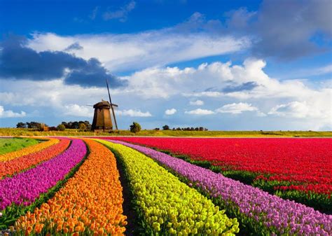 6 Stunning Destinations To See Spring In Full Bloom Windmill