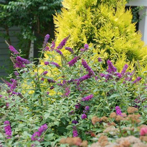 Miss Violet Butterfly Bush For Sale At Arbor Days Online Tree