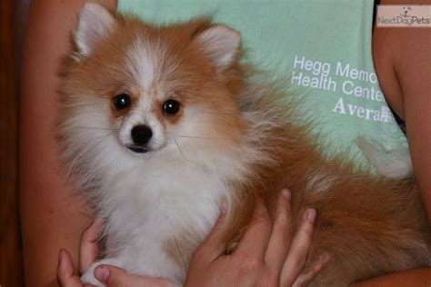 Well, it's only an hour from mitchell, south dakota. Tommy: Pomeranian puppy for sale near Sioux Falls / SE SD ...